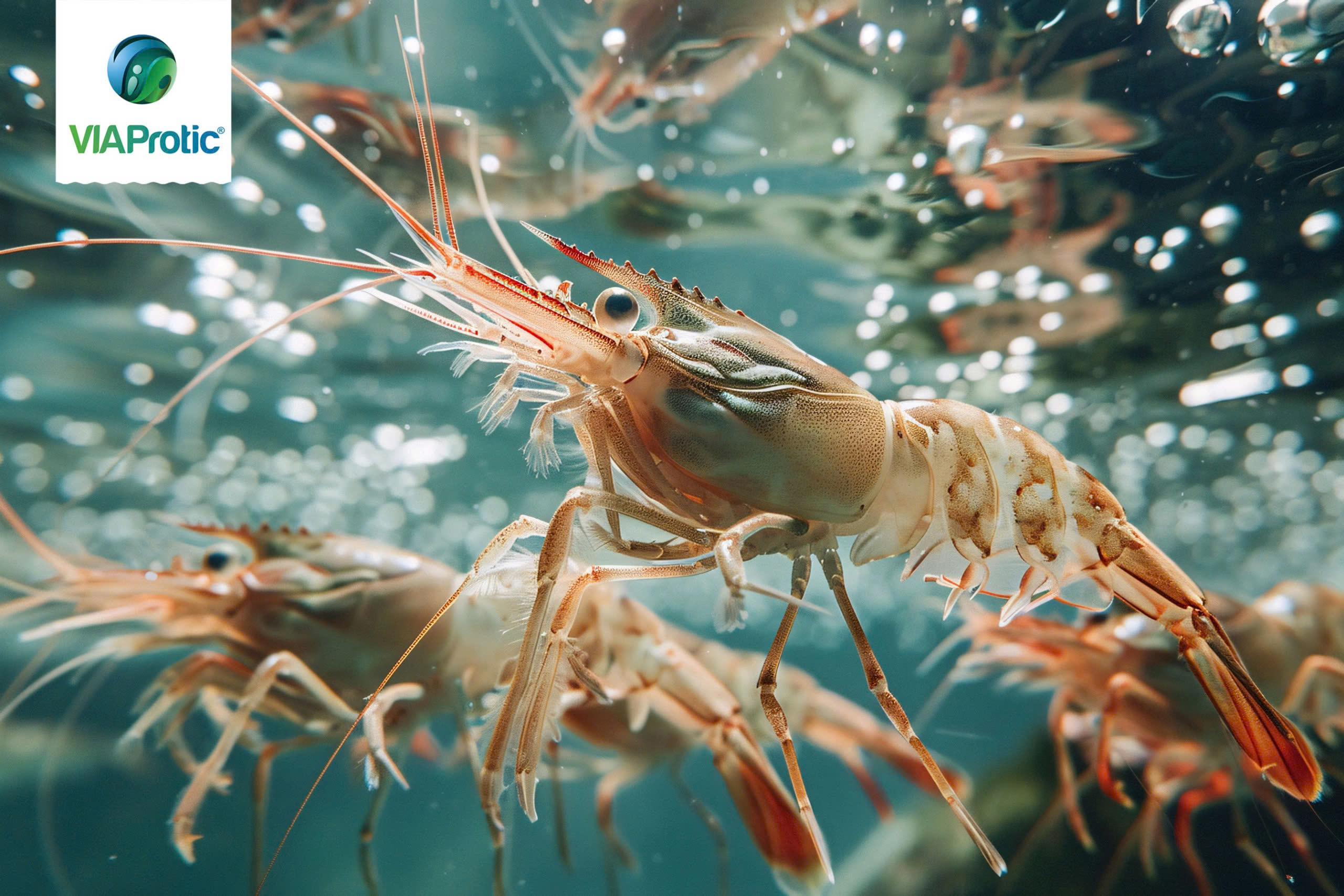 4 thách thức nóng của ngành tôm Việt tại Vietshrimp 2025