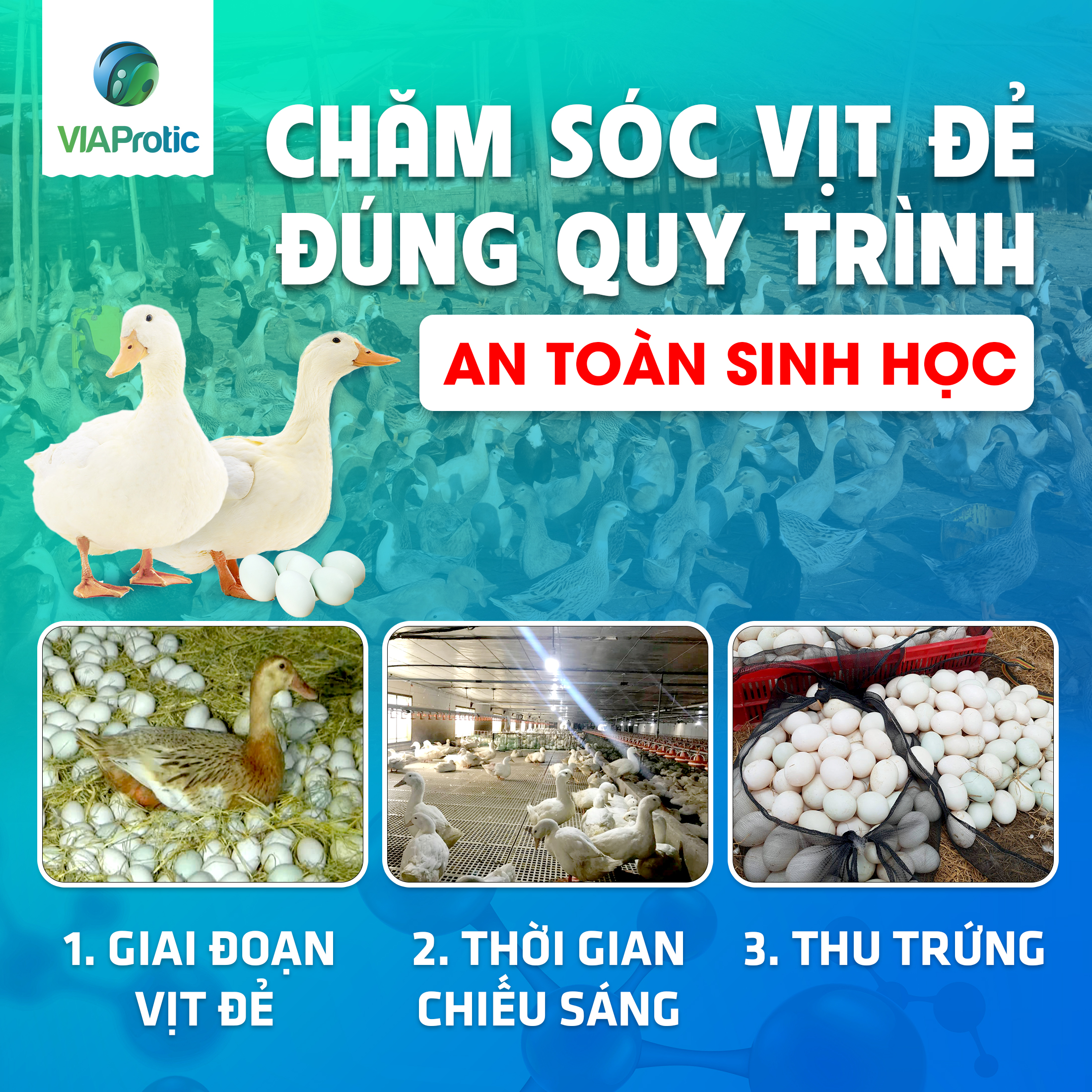 Quy trình nuôi vịt đẻ an toàn sinh học