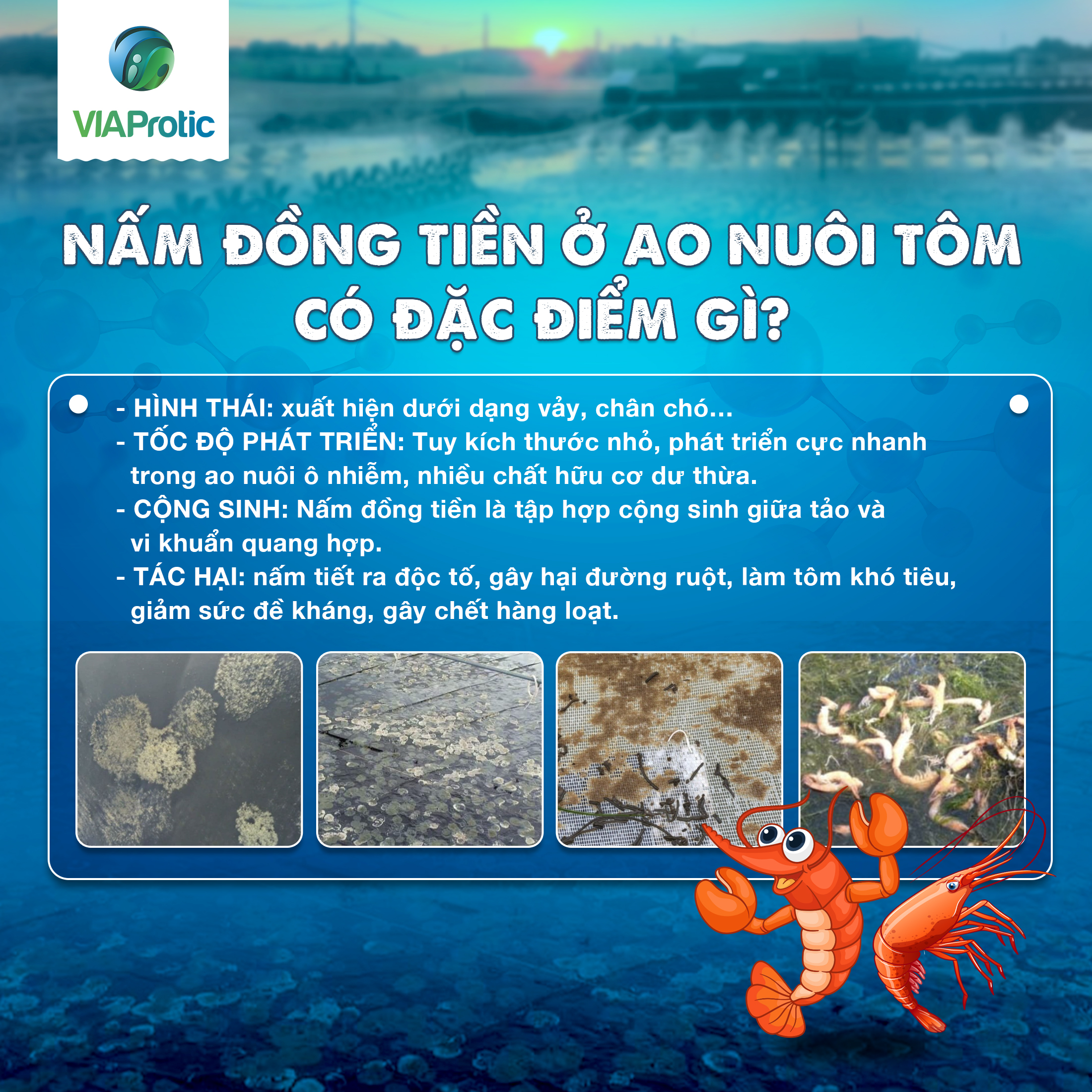 Tìm hiểu về nấm đồng tiền, cách nhận biết và xử lý bảo vệ đàn tôm
