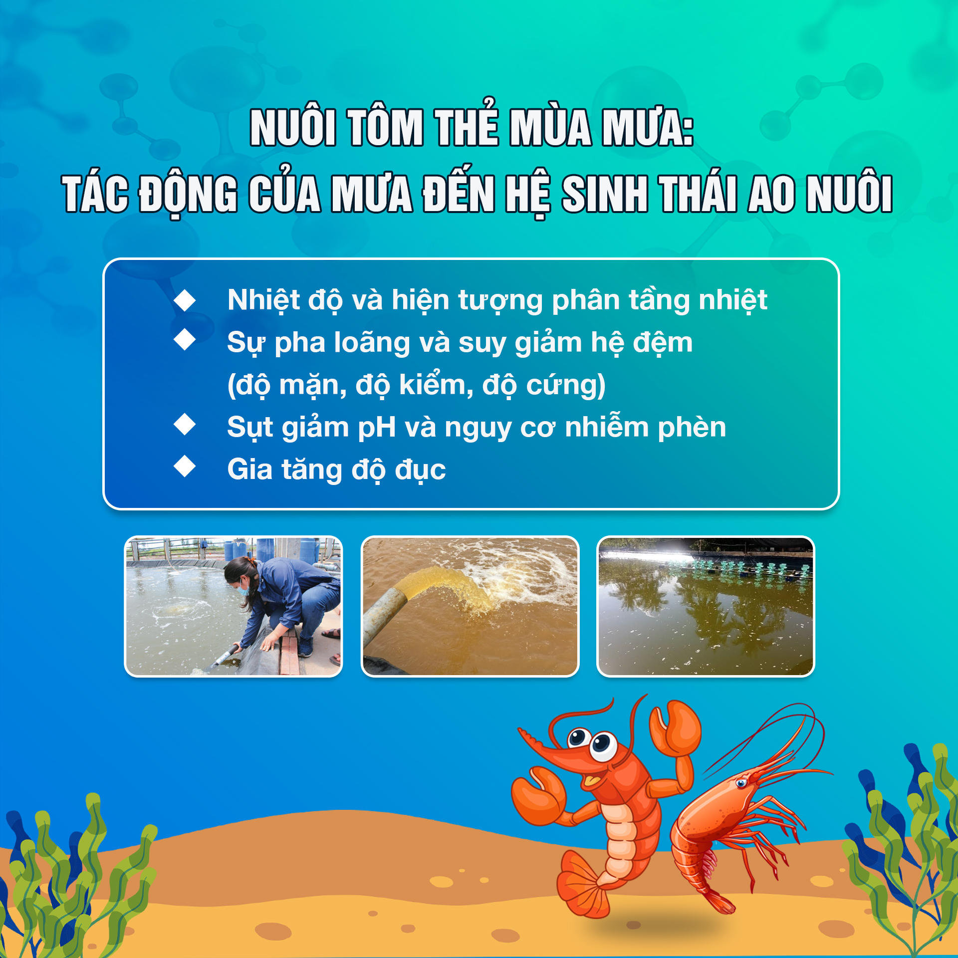 Nuôi tôm thẻ mùa mưa: Tác động của mưa đến hệ sinh thái ao nuôi