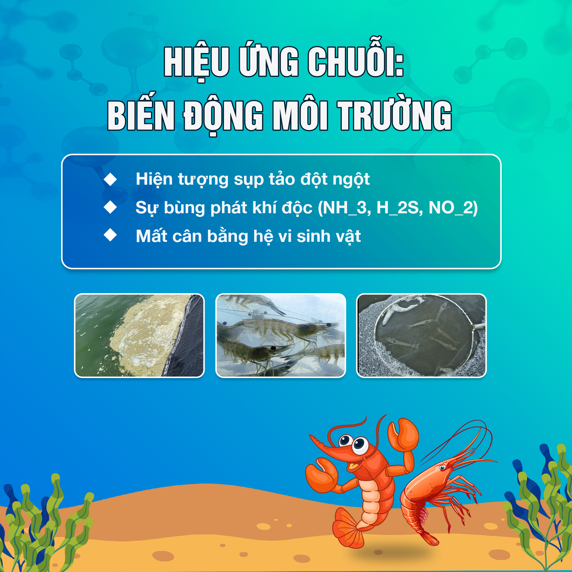 Nuôi tôm thẻ mùa mưa: Tác động của mưa đến hệ sinh thái ao nuôi