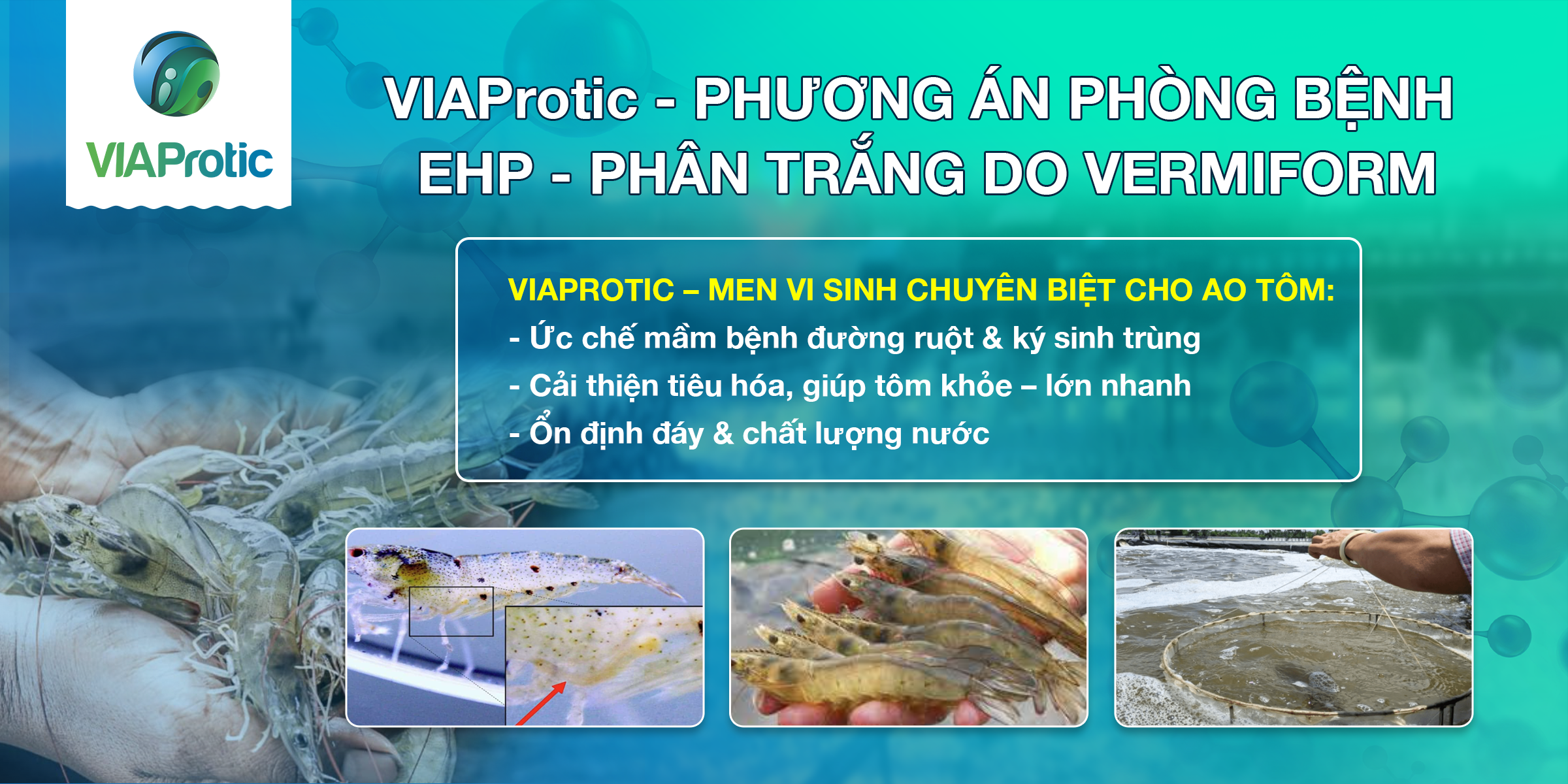 BỆNH PHÂN TRẮNG TRÊN TÔM – NGUYÊN NHÂN & BIỆN PHÁP PHÒNG NGỪA 