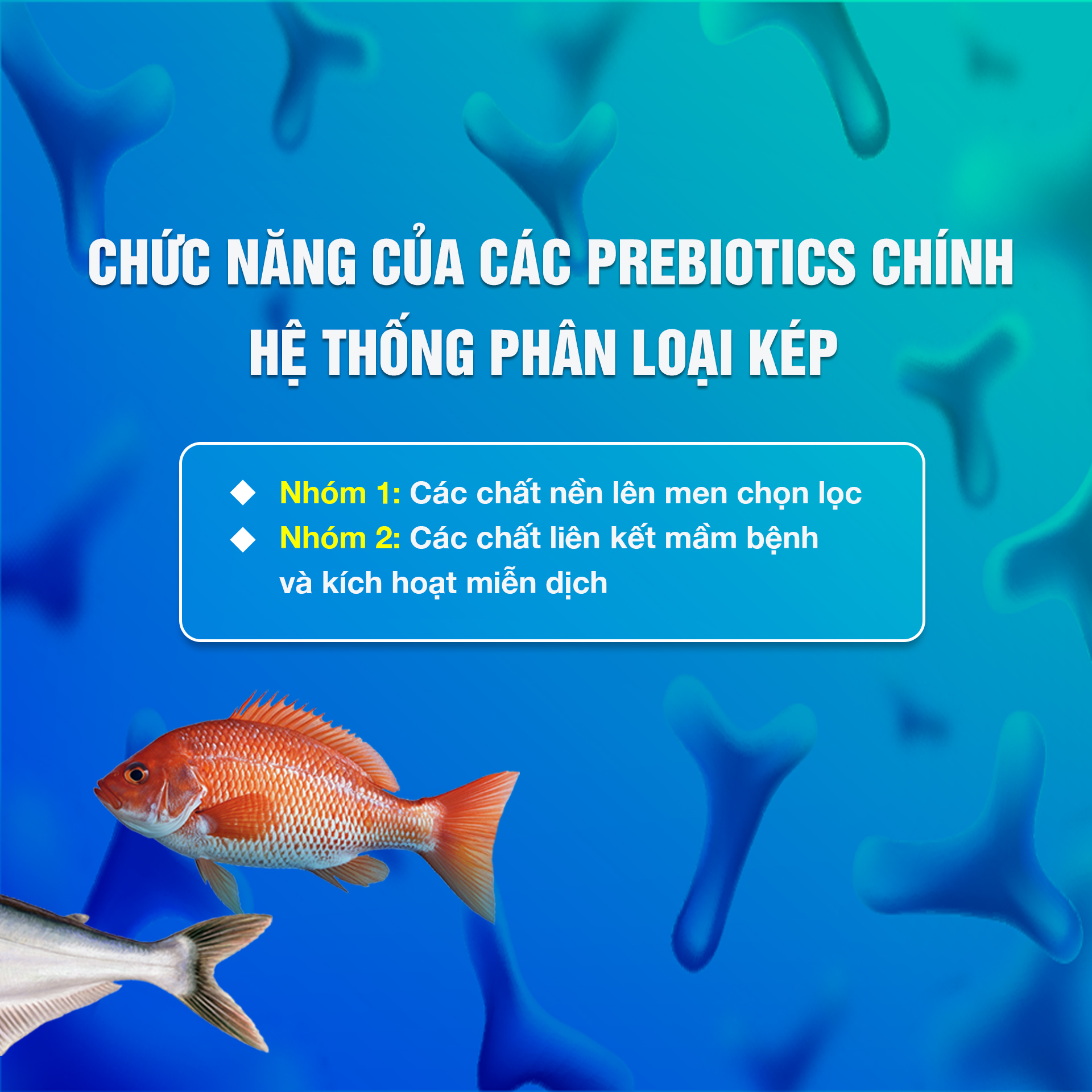 Prebiotics – Nguồn nguyên liệu chọn lọc cho một hệ vi sinh vật phát triển