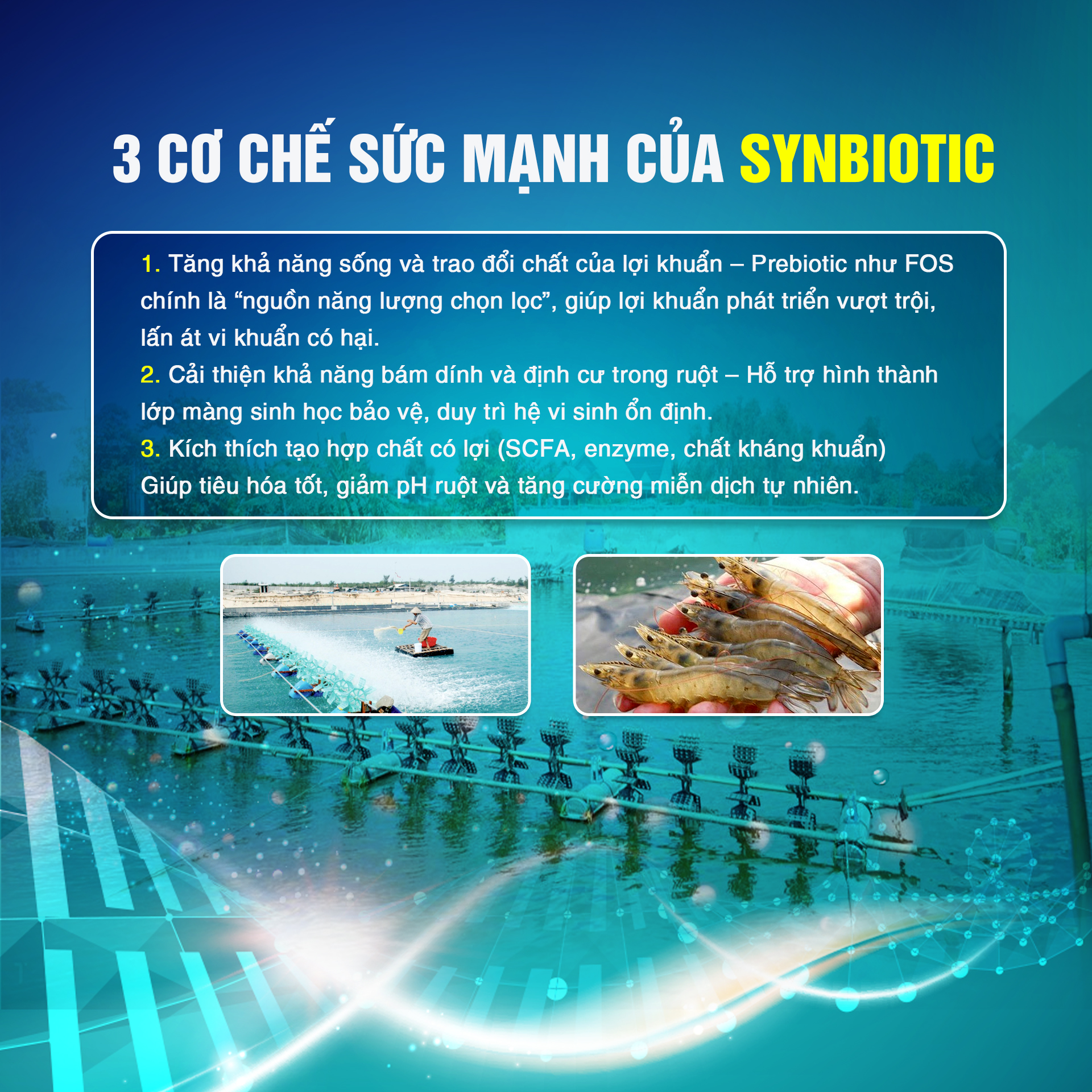 Hiệu ứng Synbiotic: Mở khóa hiệu suất tối đa ở tôm